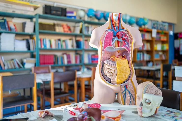 Students exploring anatomy at school or museum
